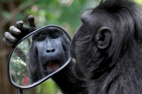 鏡子壞掉 馬上猴